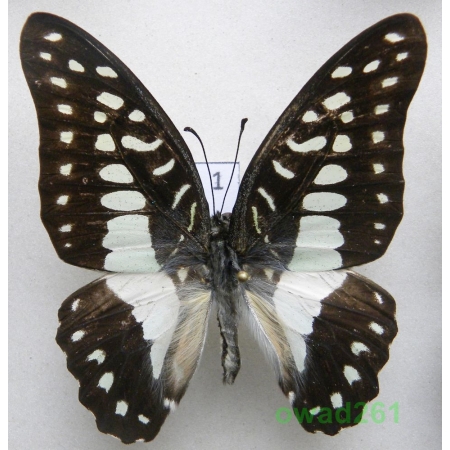 Graphium doson (Felder & Felder, 1864) Philippines 55mm1